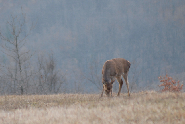 PASSIONE PER IL CERVO